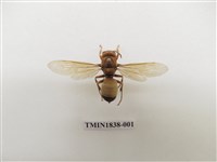 藏品(黃腰虎頭蜂)的圖片